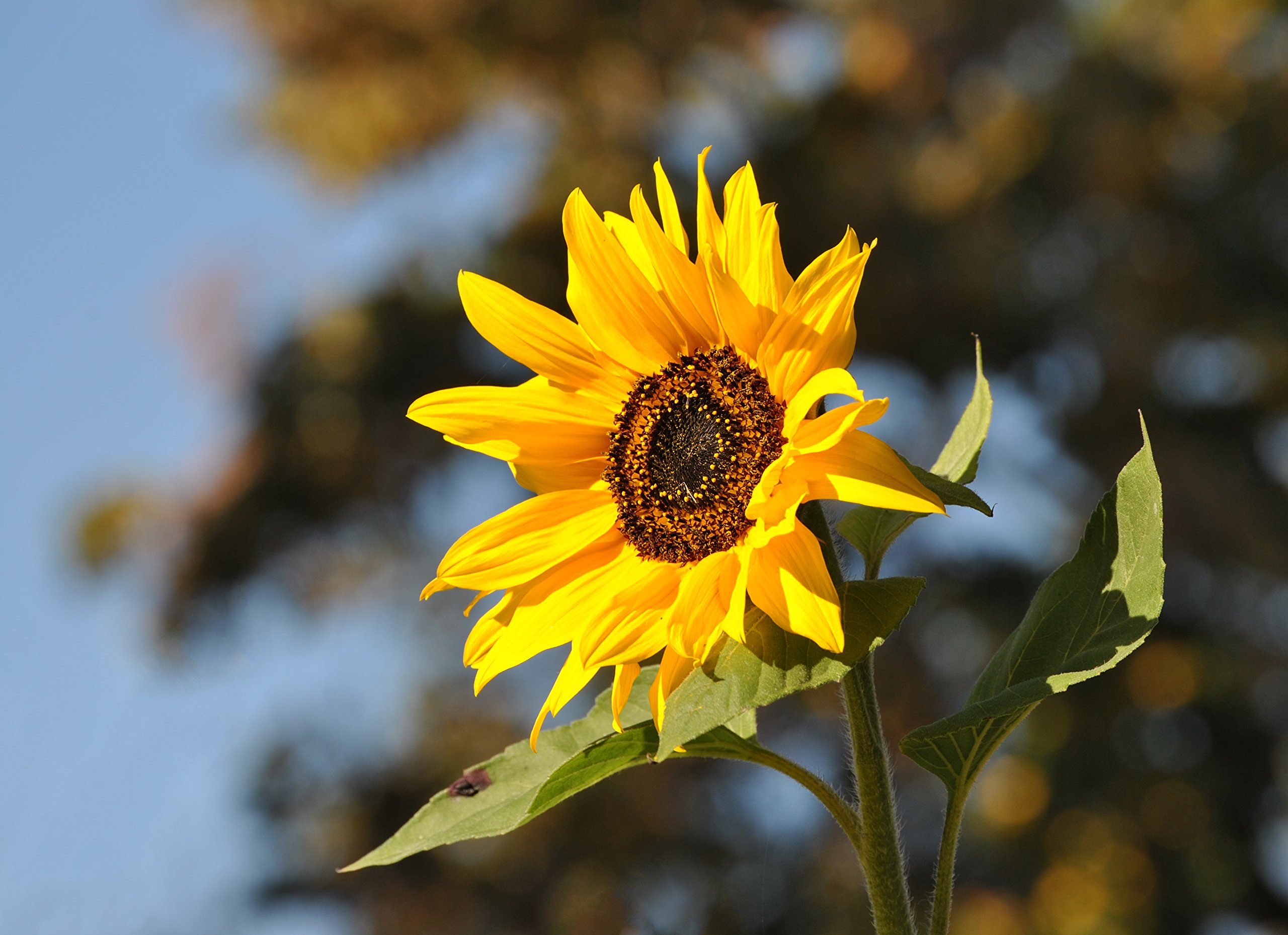Amazon.com : Sunflower | Flower Seed Grow Kit | The Jonsteen